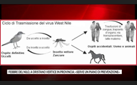 febbre del nilo a oristano vertice in provincia serve un piano di prevenzione