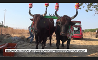 serdiana restrizioni dermatite bovina l appello dei conduttori di buoi