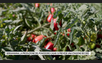 serramanna la produzione del pomodoro casar si prevede una stagione record