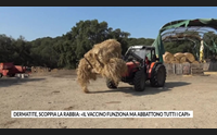 dermatite scoppia la rabbia il vaccino funziona ma abbattono tutti i capi