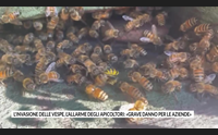 l invasione delle vespe l allarme degli apicoltori grave danno per le aziende