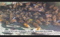 l invasione delle vespe l allarme degli apicoltori grave danno per le aziende