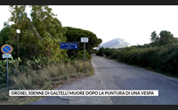 orosei 50enne di galtell muore dopo la puntura di una vespa