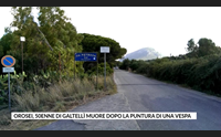 orosei 50enne di galtell muore dopo la puntura di una vespa