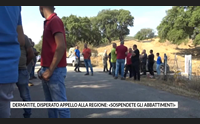 dermatite disperato appello alla regione sospendete gli abbattimenti