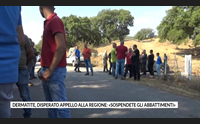 dermatite disperato appello alla regione sospendete gli abbattimenti