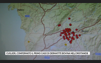 cuglieri confermato il primo caso di dermatite bovina nell oristanese