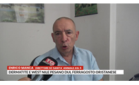 dermatite e west nile pesano dul ferragosto oristanese