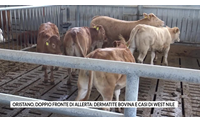 oristano doppio fronte di allerta dermatite bovina e casi di west nile