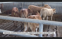 oristano doppio fronte di allerta dermatite bovina e casi di west nile