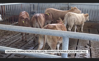 oristano doppio fronte di allerta dermatite bovina e casi di west nile
