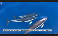 la maddalena biodiversit marine a rischio nelle acque delle bocche
