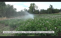 nuova filiera tutta sarda la produttori arborea si allea con fonni