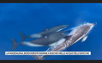 la maddalena biodiversit marine a rischio nelle acque delle bocche
