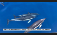 la maddalena biodiversit marine a rischio nelle acque delle bocche