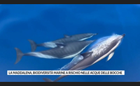 la maddalena biodiversit marine a rischio nelle acque delle bocche