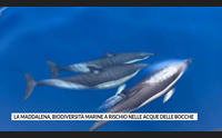 la maddalena biodiversit marine a rischio nelle acque delle bocche