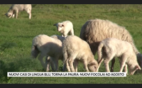nuovi casi di lingua blu torna la paura nuovi focolai ad agosto