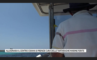 all asinara il centro crama si prende cura delle tartarughe marine ferite