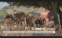 dermatite bovina vaccinazioni a tappeto nel sassarese serve questa responsabilit