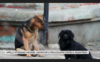 appello veterinari a regione microchip e sterilizzazioni contro il vagantismo