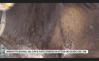 dermatite bovina asl con il fiato sospeso in attesa dei giudici del tar