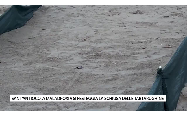 sant antioco a maladroxia si festeggia la schiusa delle tartarughine