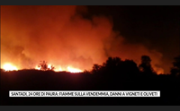 santadi 24 ore di paura fiamme sulla vendemmia danni a vigneti e oliveti