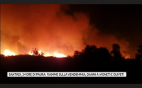 santadi 24 ore di paura fiamme sulla vendemmia danni a vigneti e oliveti