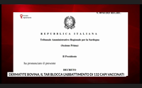 dermatite bovina il tar blocca l abbattimento di 132 capi vaccinati