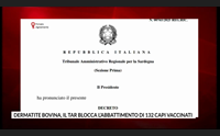 dermatite bovina il tar blocca l abbattimento di 132 capi vaccinati