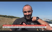 west nile 13 casi certificati prosegue la disinfestazione nel territorio di oristano