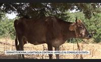 dermatite bovina la battaglia continua appello al consiglio di stato