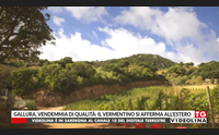 gallura vendemmia di qualit il vermentino si afferma all estero