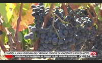 santadi al via la vendemmia del carignano stagione ok nonostante il rogo di agosto