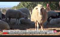 donori torna l incubo lingua blu focolai aperti e aborti in aumento