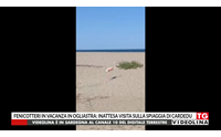 fenicotteri in vacanza in ogliastra inattesa visita sulla spiaggia di cardedu