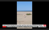 fenicotteri in vacanza in ogliastra inattesa visita sulla spiaggia di cardedu