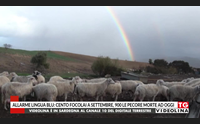 allarme lingua blu cento focolai a settembre 900 le pecore morte ad oggi