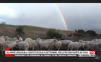 allarme lingua blu cento focolai a settembre 900 le pecore morte ad oggi