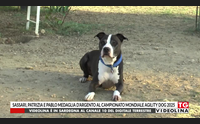 sassari patrizia e pablo medaglia d argento al campionato mondiale agility dog 2025