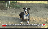 sassari patrizia e pablo medaglia d argento al campionato mondiale agility dog 2025