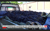 sulcis vendemmia del carignano nel vivo annata di grande qualit