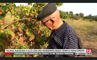 talana inaugura it a c con una vendemmia senza tempo e mani esperte
