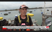 laguna di santa gilla il caldo distrugge la produzione di cozze e arselle