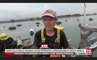 santa gilla nella laguna il caldo distrugge la produzione di cozze e arselle