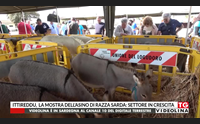 ittireddu la mostra dell asino di razza sarda settore in crescita