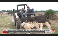 blue tongue la nuova variante alza il livello di guardia ma dati confortanti