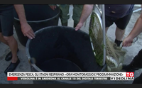 emergenza pesca gli stagni respirano ora monitoraggio e programmazione