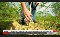 sassari la moringa oleifera per produrre un pecorino dal gusto speciale